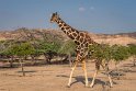 018 Sir Bani Yas